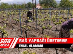 Korona Virüs Bağ Yaprağı Üretimine Engel Olamadı