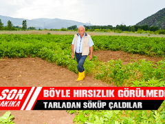 Böyle Hırsızlık Görülmedi, Tarladan Söküp Çaldılar